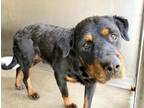Adopt CHERRY a Rottweiler