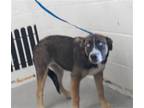 Adopt SASHA a German Shepherd Dog, Siberian Husky