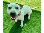 Adopt PEBBLES a Australian Cattle Dog / Blue Heeler, Pit Bull Terrier