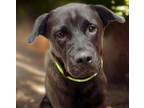 Adopt TAJIN* a Labrador Retriever