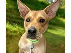 Adopt GINGER a Carolina Dog, Shar-Pei