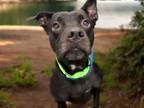 Adopt RIPLEY* a Pit Bull Terrier, Pug