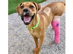 Adopt WEMBLEY* a Boxer, Pit Bull Terrier
