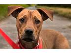 Adopt LADY SCARLETT FERN a Rottweiler, Mixed Breed