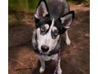 Adopt KIDA a Siberian Husky