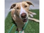 Adopt AMOR a Labrador Retriever, Mixed Breed