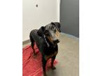Adopt Reba a Doberman Pinscher