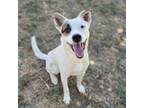Adopt HELA a Australian Cattle Dog / Blue Heeler, Pit Bull Terrier