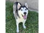 Adopt MARLO a Siberian Husky