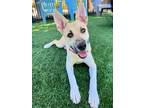 Adopt SOPHIE a German Shepherd Dog, Husky