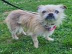 Adopt VANNY a Brussels Griffon, Mixed Breed