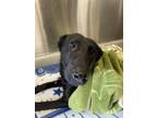 Adopt JASMINE a German Shepherd Dog