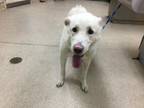 Adopt Dog a Great Pyrenees, German Shepherd Dog