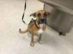 Adopt Dog a Boxer, Mixed Breed