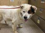Adopt Dog a Australian Shepherd, Mixed Breed