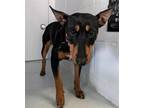 Adopt BOWIE a Manchester Terrier, Bull Terrier