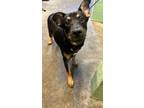 Adopt PISTACHIO a Rottweiler, Mixed Breed