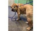 Adopt DA JI a Shar-Pei