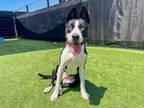 Adopt LULU a Border Collie, Mixed Breed