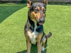 Adopt CINZI a German Shepherd Dog, Collie