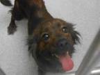 Adopt ASTI a Dachshund, Mixed Breed