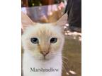 Adopt Marshmellow and Maisy a Siamese
