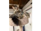 Adopt Jinx and Binx a Maine Coon, Domestic Long Hair