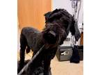 Adopt CASSEY a Poodle, German Shepherd Dog