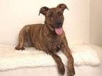 Adopt SADIE a Catahoula Leopard Dog, Mixed Breed