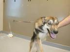 Adopt SAVANNAH a Norwegian Elkhound, Mixed Breed