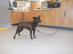 Adopt WIDOW a Pit Bull Terrier, Mixed Breed
