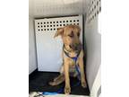 Adopt TAMERA a German Shepherd Dog, Mixed Breed