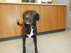 Adopt RAVEN a Labrador Retriever