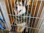 Adopt SOFIE a Husky