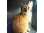 Adopt GANSITA a Domestic Short Hair