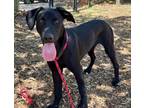 Adopt ANNENUE a Labrador Retriever, German Shepherd Dog