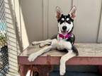 Adopt KELLY* a Siberian Husky, German Shepherd Dog