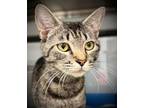 Adopt SAGE a Domestic Short Hair
