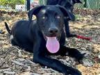 Adopt PEARL a Labrador Retriever, German Shepherd Dog