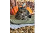 Adopt Tessa a Domestic Short Hair