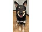 Adopt Sadie a Husky, Shepherd