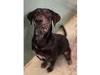 Adopt Lola a Labrador Retriever, Coonhound