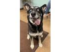 Adopt Millie a Husky, Shepherd