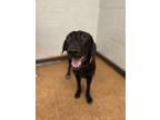 Adopt Sage a Labrador Retriever, Coonhound