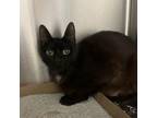 Adopt BABY a Domestic Short Hair