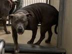 Adopt MARGE a Pit Bull Terrier