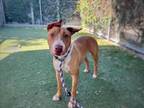 Adopt STARK a Bull Terrier, Mixed Breed