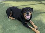 Adopt MIMI a Rottweiler, Mixed Breed