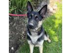 Adopt AMREN a German Shepherd Dog