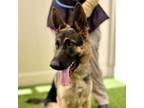 Adopt SABRINA a German Shepherd Dog
